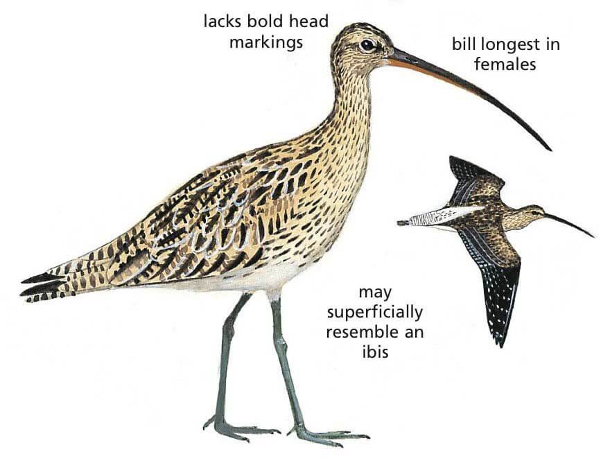 Eurasian Curlew Newman's birds