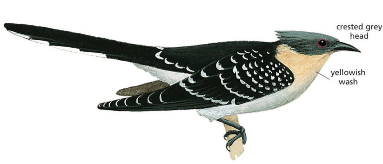 Great Spotted Cuckoo Newmans Birds