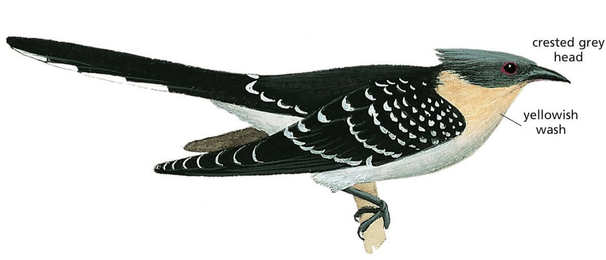 Great Spotted Cuckoo Newmans Birds