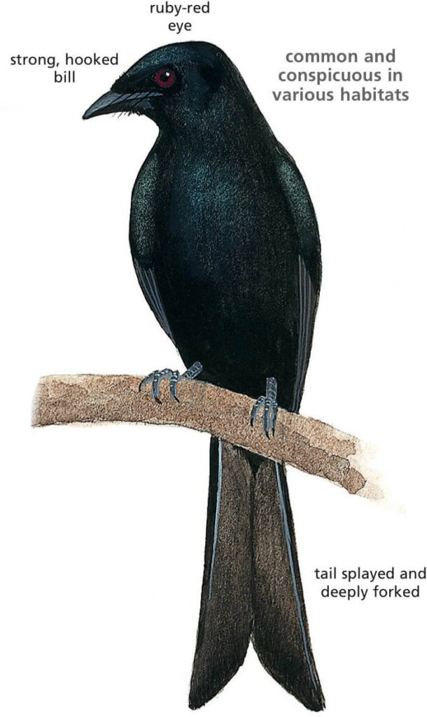 Fork-tailed Drongo Newman's Birds