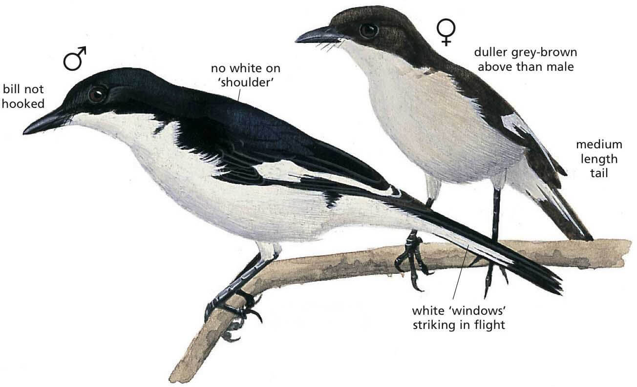 Fiscal Flycatcher Newman's Birds