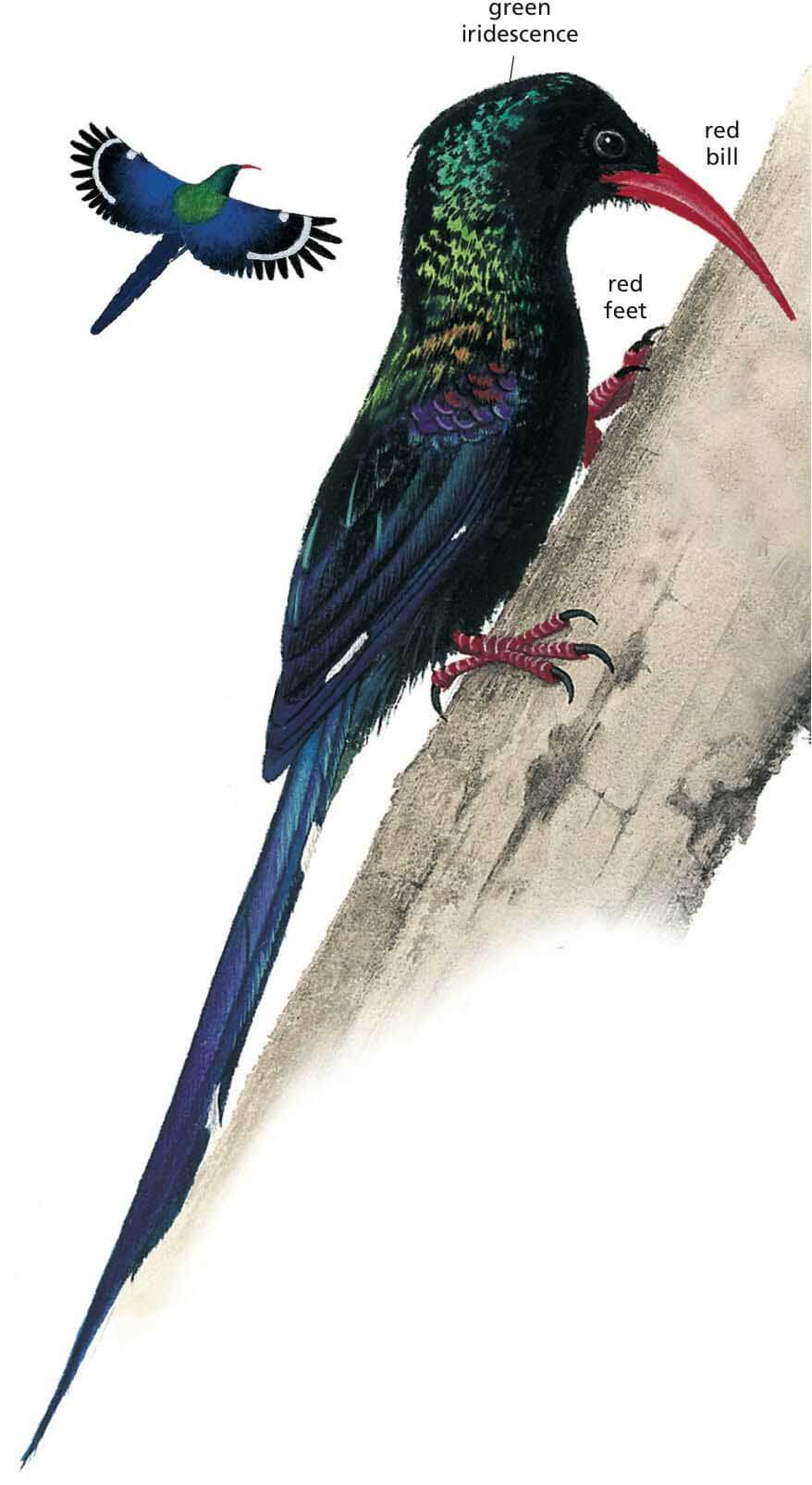 Green Wood hoopoe Newman's Birds