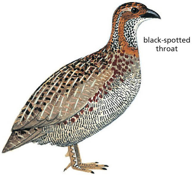 Grey-winged Francolin Newman's Birds
