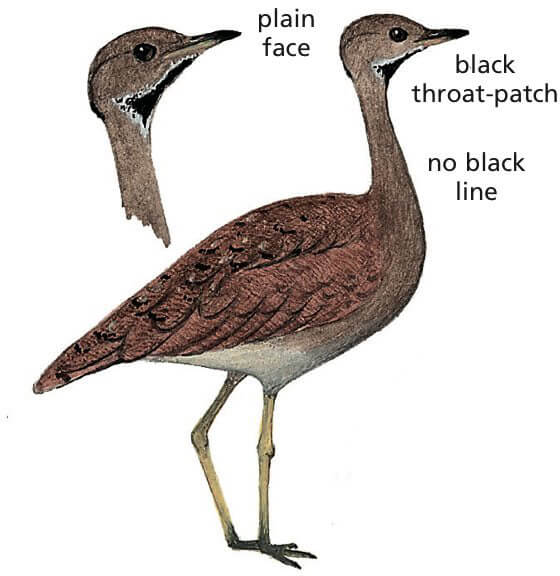 Karoo Korhaan Newman's birds