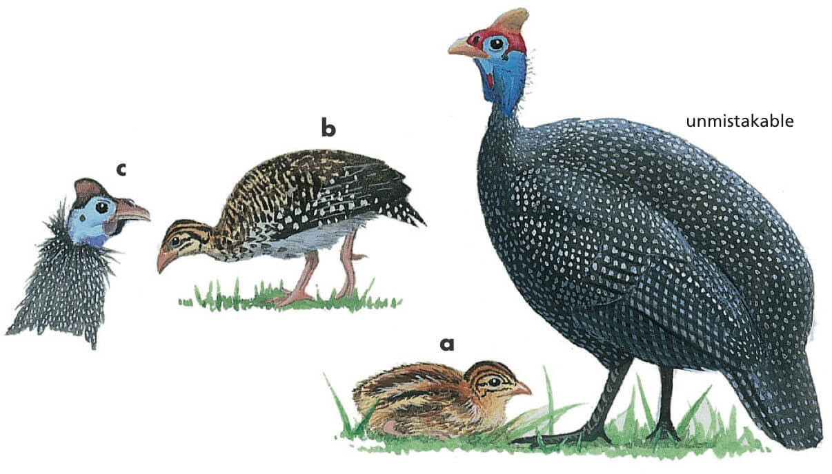 Helmeted Guineafowl Newman's Birds