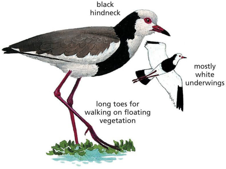 Long-toed Lapwing Newman's Birds