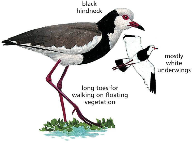 Long-toed Lapwing Newman's Birds