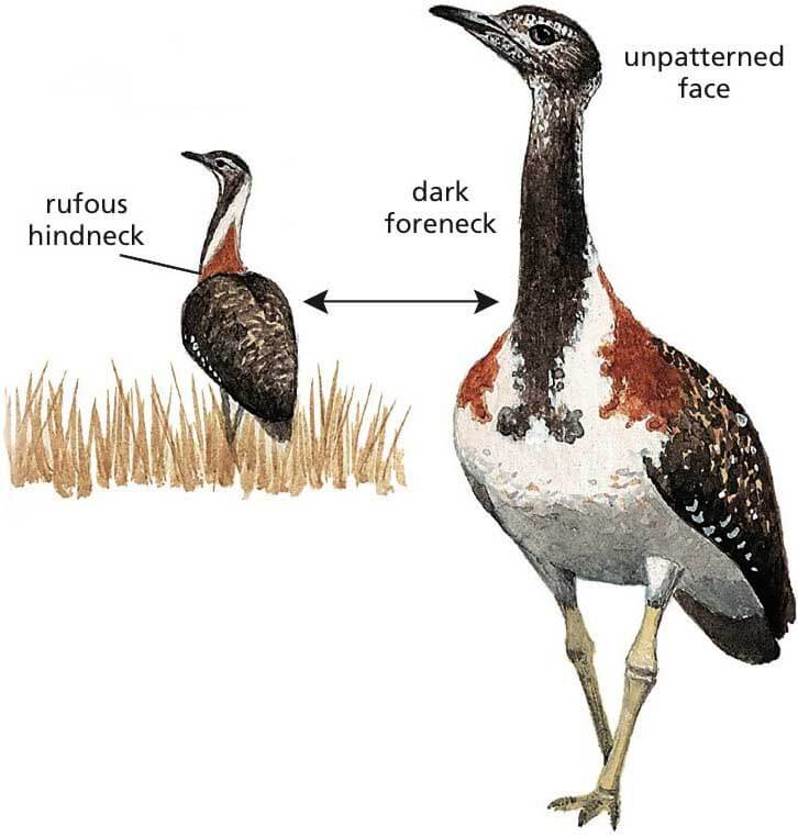 Ludwig's Bustard Newman's birds