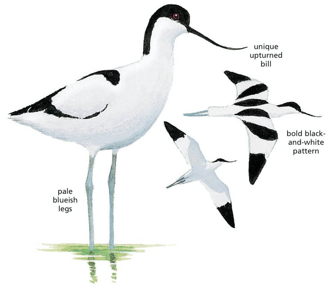 Pied Avocet Newman's birds