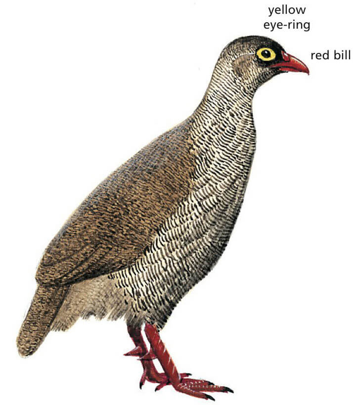 Red-billed Spurfowl Newman's Birds
