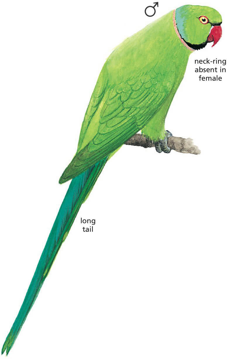 Rose-ringed Parakeet Newman's Birds