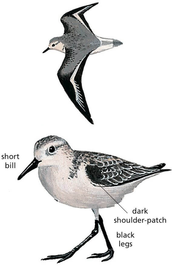 Sanderling Newman's Birds