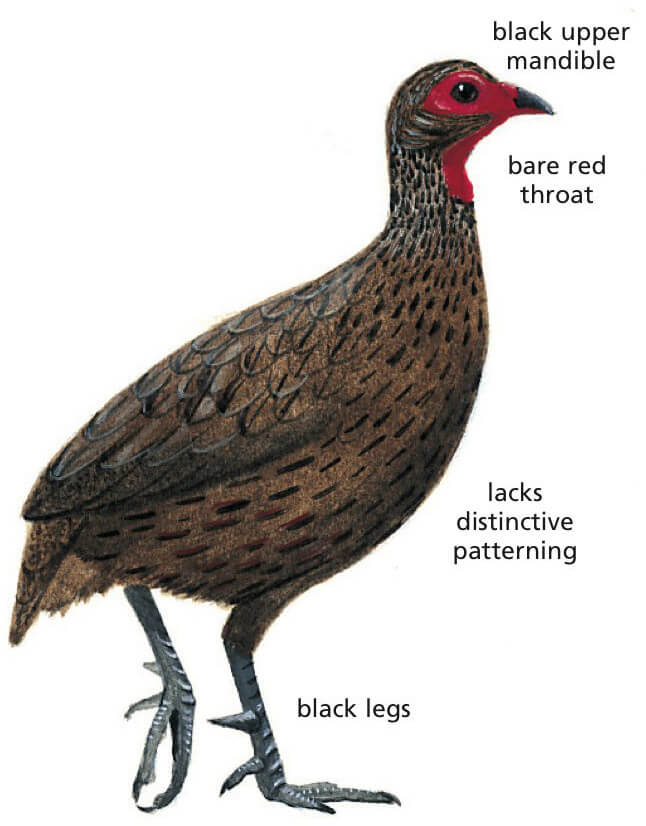 Swainson's Spurfowl Newman's Birds