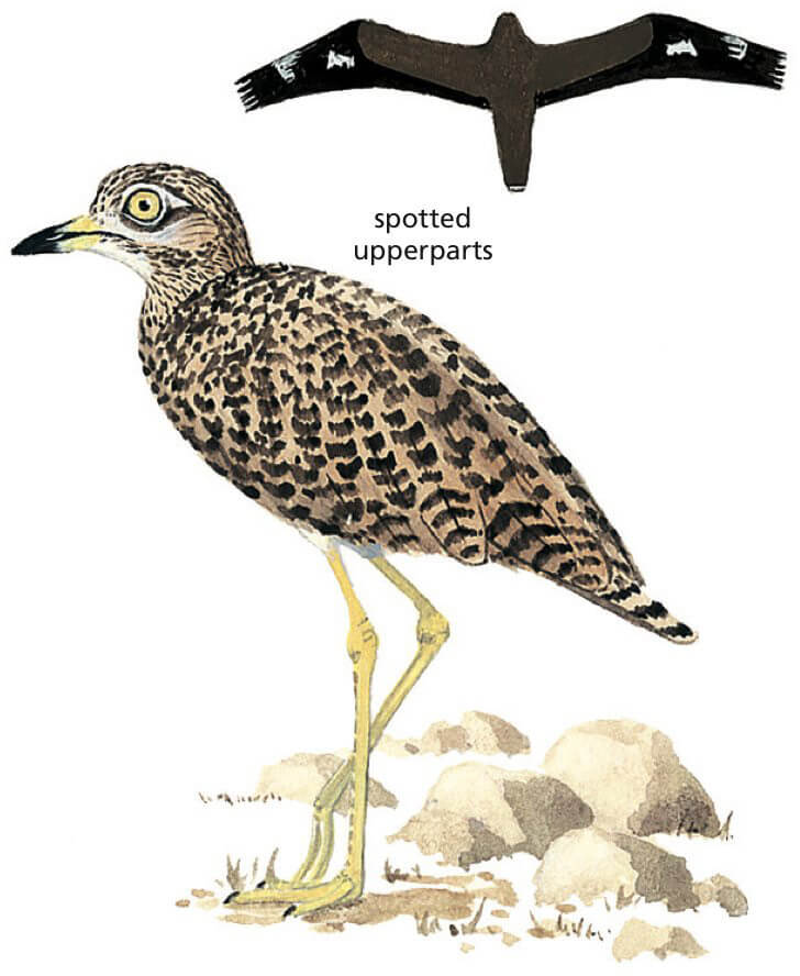 Spotted Thick Knee Newman's Birds