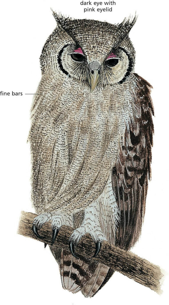 Verreaux's Eagle-Owl Newman's Birds