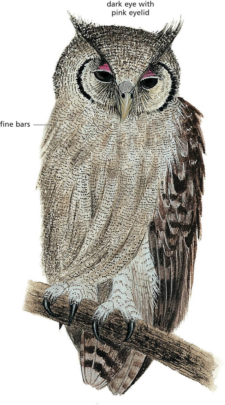 Verreaux's Eagle-Owl Newman's Birds