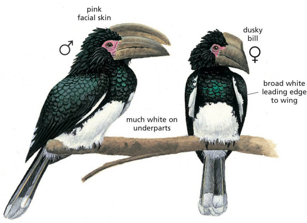 Trumpeter Hornbill Newman's Birds