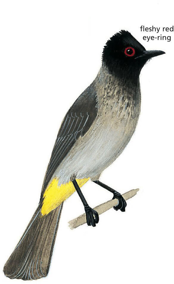 African Red-eyed bulbul