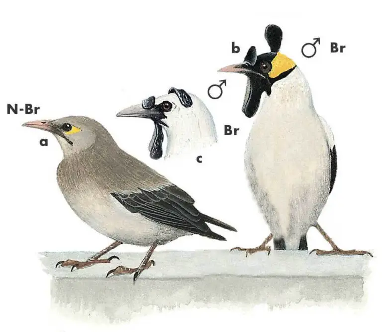 Wattled Starling Newman's Birds