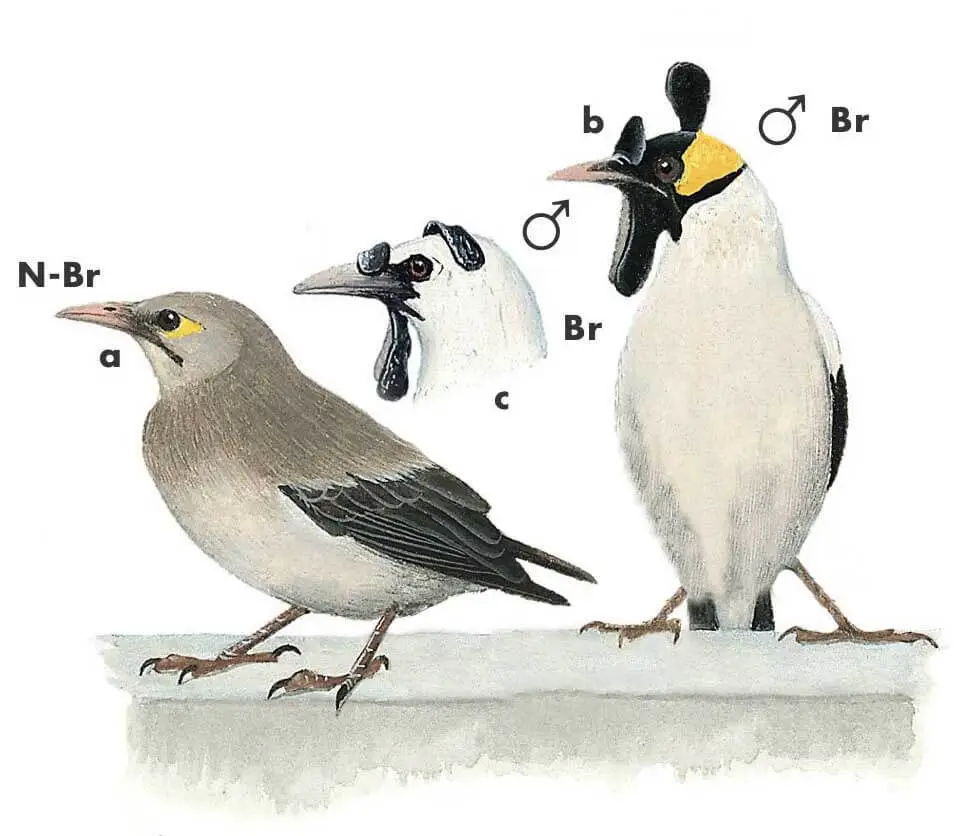 Wattled Starling Newman's Birds