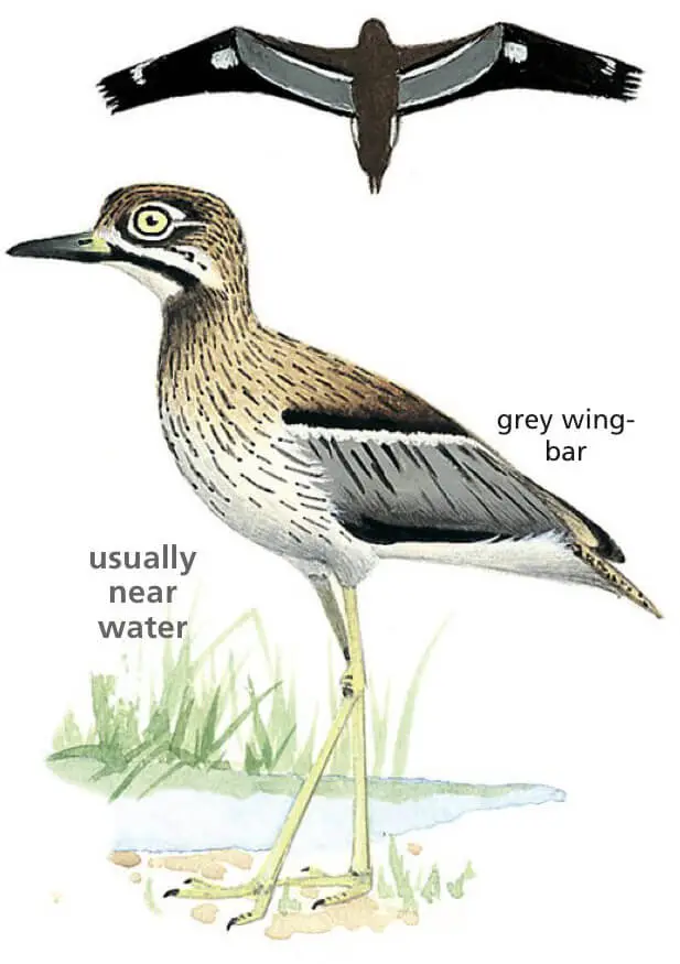 Water Thick-knee Newman's Birds