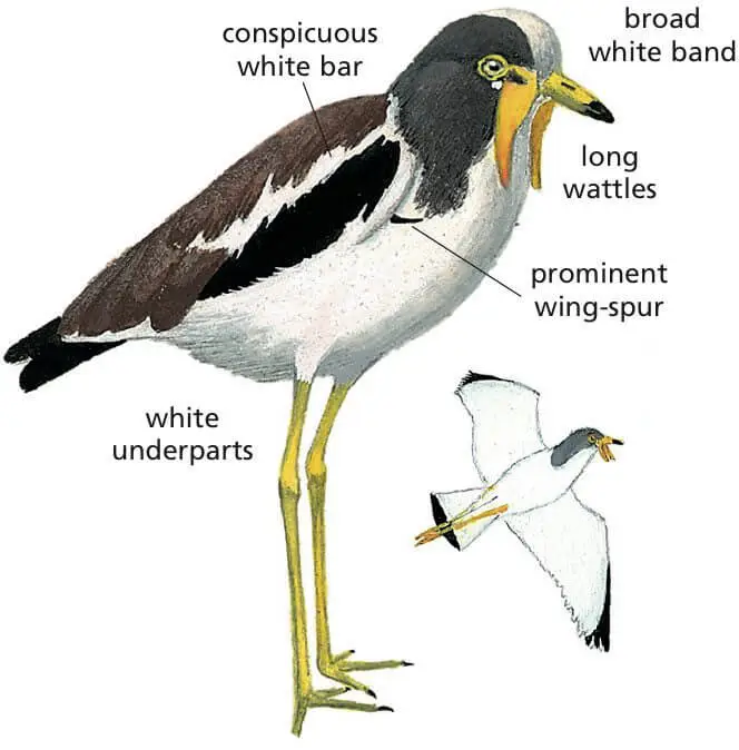 White-crowned Lapwing