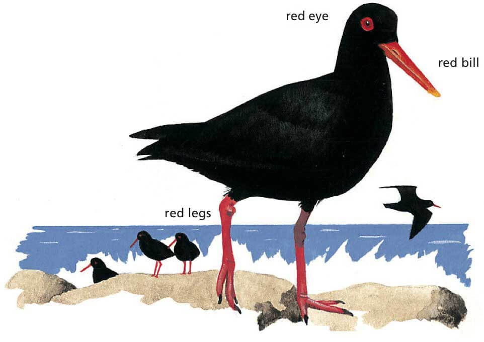 African Oystercatcher