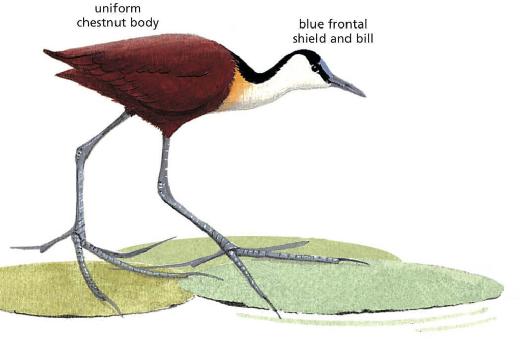 African Jacana