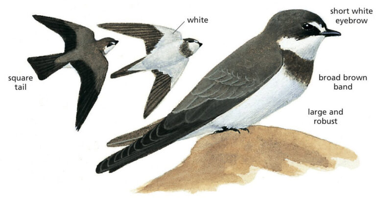 Banded Martin