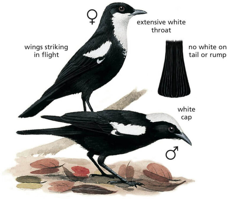 Arnot's Chat