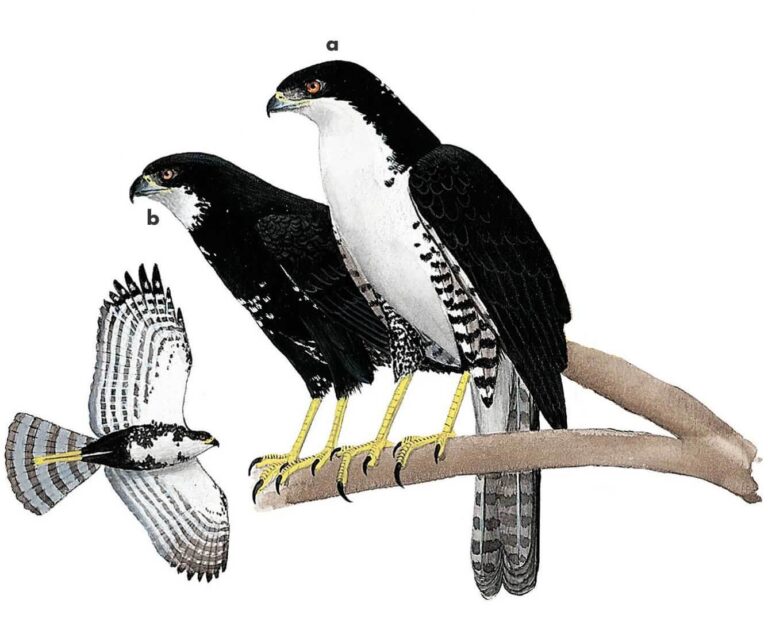 Black Sparrowhawk