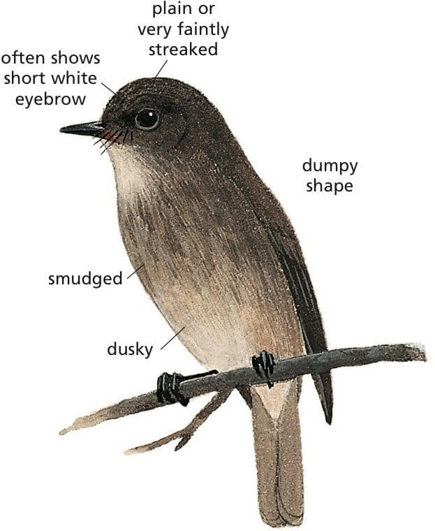African Dusky Flycatcher