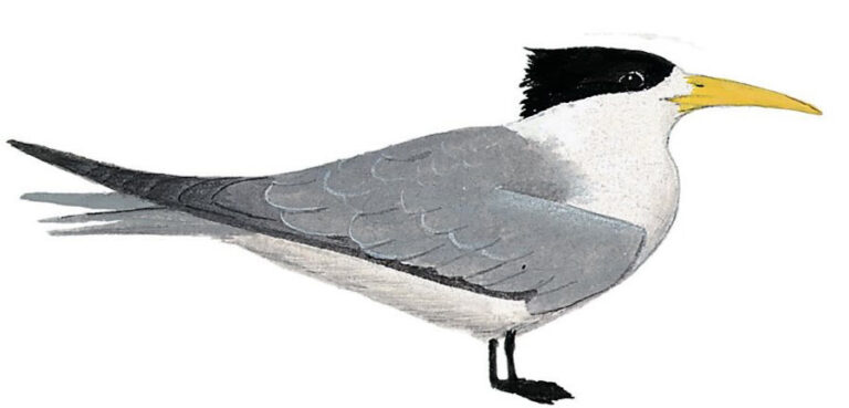 Greater Crested (swift) Tern