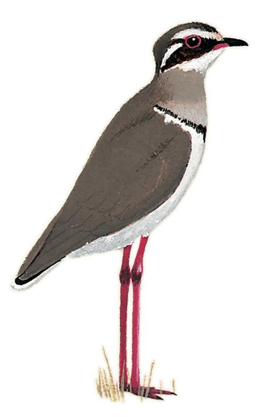 Bronze-winged Courser