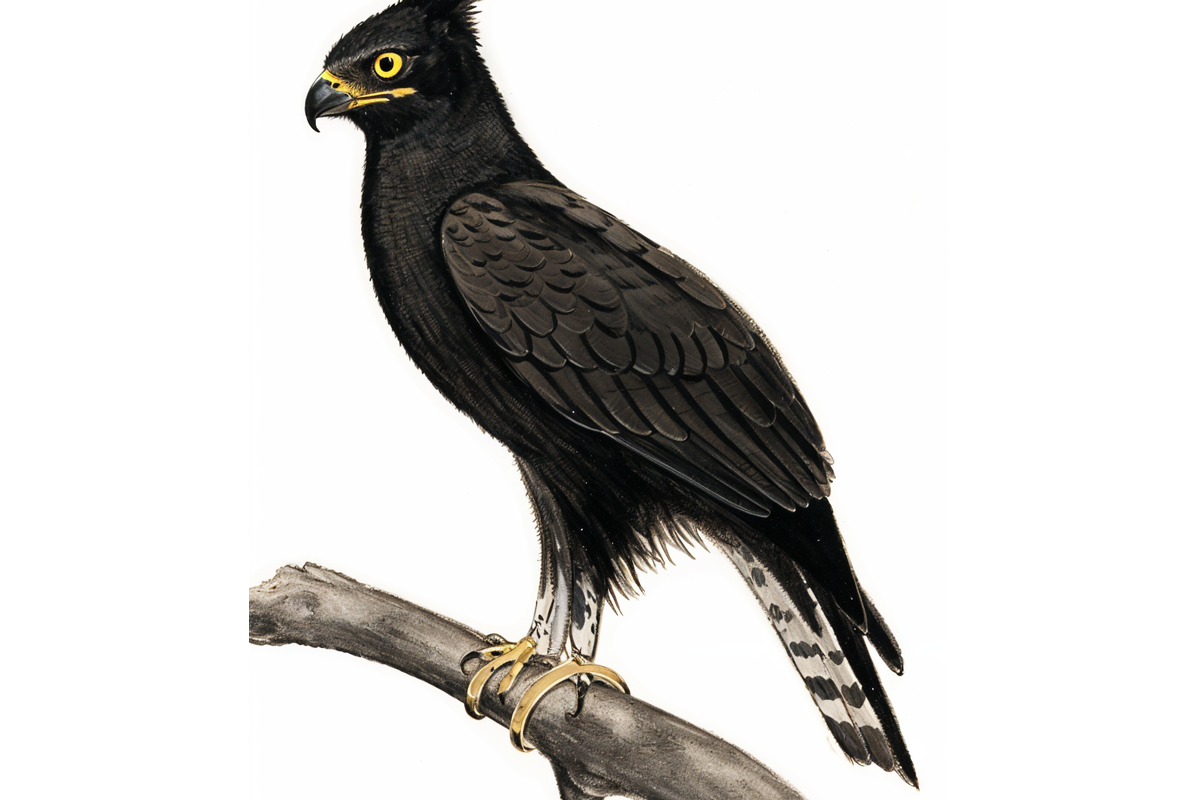 Long-crested Eagle